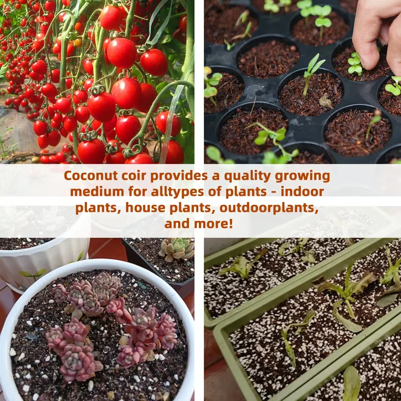 🔥 LAST DAY 49% OFF 🌱 Premium Organic Coconut Coir Bricks For Plants