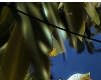 🔥LAST DAY 49% OFF - Outdoor Hanging Solar Bee Light